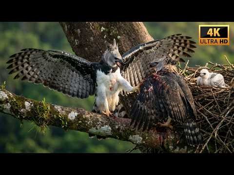 Wild Life Amazon Jungle – Harpy Eagle Mother's Desperate Fight to Save Her Chick From a Predator 🦅