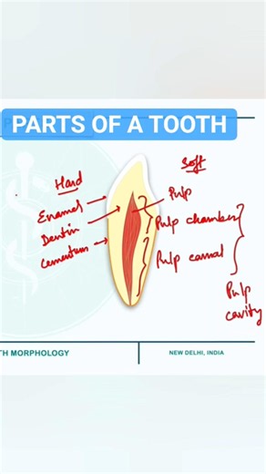 Parts of Teeth - Hard and Soft Tissues #shorts #teeth #parts #crown #root #enamel #dentin #pulp