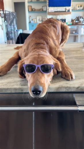It wasn’t me 😎 #goldenretriever #itwasntme #trending #goodboy #dog