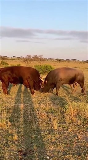 “Bull vs Bull — Clash of Raw Power”