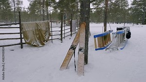 Western Siberia, the camp of the reindeer herders: hunting skis by a tree.