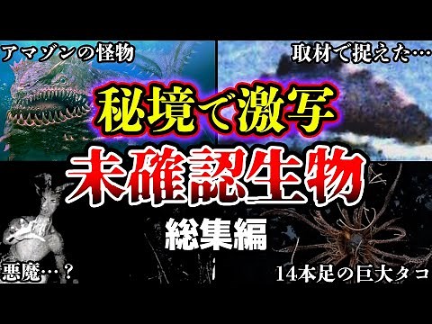 【総集編】世界が震えた…南極・アマゾンなど秘境で目撃された謎のUMA・未確認生物たちの正体についてまとめ【ゆっくり解説】【睡眠用】