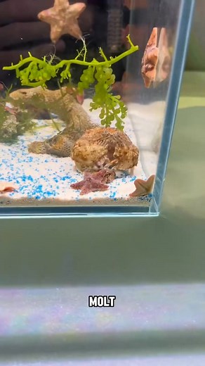 89K views · 1.2K reactions | Today's creature: The Smooth-box Crab 呂...