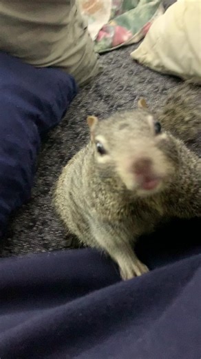 Ardilla Resbalando y Gritando en Diversión