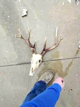 Power washer to clean up deer skull