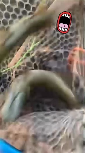 1.3K views · 12 reactions | Livingston Lures on Reels | Facebook