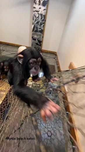 Our new #monke building! | Myrtle Beach Safari