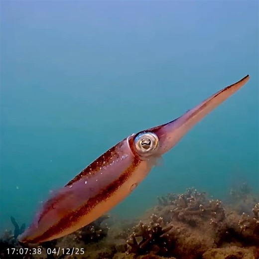 Coral City Camera | Reef Squid Close-Up | 4.12.25