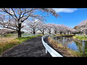 【4K Walk】Cherry Blossom Walk, Minuma Rice Fields Saitama｜見沼田んぼのさくら回廊