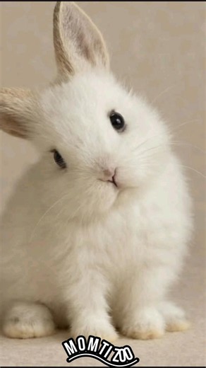 🐰 Wow! The Cutest Bunny Ever 😍 | Funny Bunny Moments #Shorts