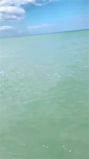 Black fishing 🎣 🐠 (@calvimqonvc)’s video of baby hammerhead yuh