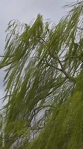 Effet du vent dans le feuillage d'un saule pleureur