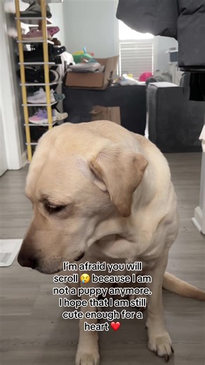 The Heartwarming Story of an Aging Yellow Labrador