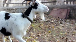 goat eating leaves from the trees 03