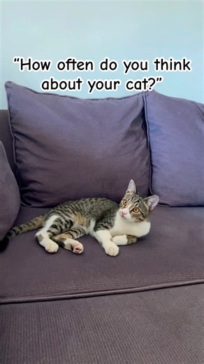 We’re always together🤞🏼💞 #cat #tabbycat #shorts