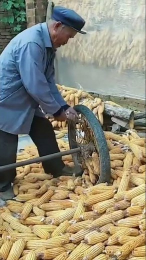 How to process corn by separating kernels from the cob