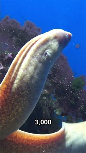 These Eel Facts Are Actually Insane #shocking #wildlife