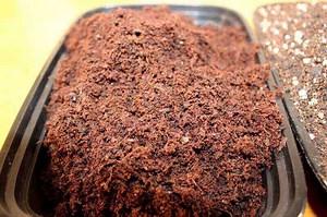 What Is Coco Coir? 7 Reasons We Love It Plus a Few Dislikes - Home Microgreens
