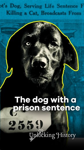 Pep the dog was sentenced to life in prison for murder . . . or was he? Learn more about the secret lives of animals at Eastern State Penitentiary in the latest episode of Unlocking History 🔐 Visit our YouTube channel through the link in our bio to watch the full video ▶️ 🔗 | Eastern State Penitentiary