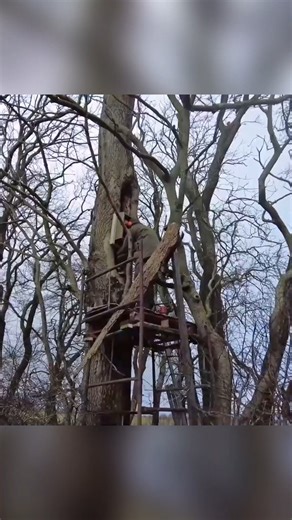 Once I'd found the perfect spot for their nest box, tawny owls Bonnie & Ozzy moved right in🦉🏠🦉#NationalNestBoxWeek | Robert E Fuller