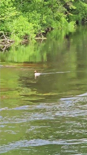 Wild Duck #birds #nature #canada #algonquinpark
