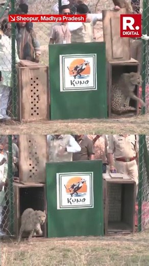 Madhya Pradesh CM, Mohan Yadav Releases Two Female Cheetahs into Kuno National Park