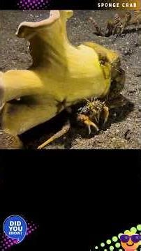 SPONGE CRAB |SLEEPY CRAB| DROMIA PERSONATA AUDIO@DISCOVER WHATZ UNIQUE #SPONGECRAB #SLEEPYCRAB #IUCN