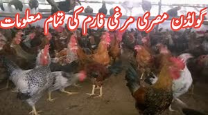 224K views · 1.1K shares | High line hen farm || 400 Golden misri hen farm || How to start golden misri chicks farm business | Farming Tips | Facebook