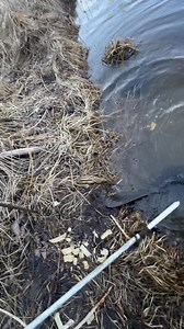 Beaver trapping catch Part 4 | Dunlap LURES