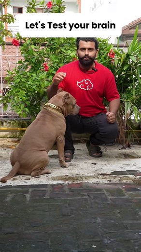 Aman & Bully🤠 🐕 | This is Why it happened with you➡️According to the opponent process theory of color vision, our perception of color is controlled by two... | Instagram