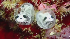 New fish species discovered in Japan