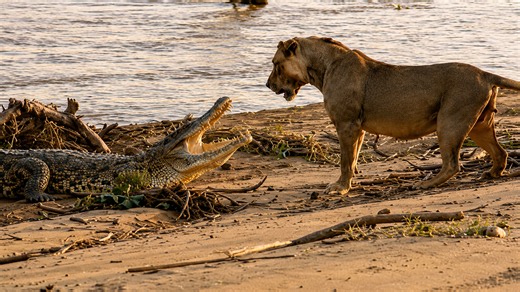 Lion keeps testing crocodile’s patience with repeated paw taps by the river