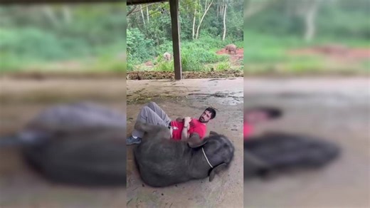 Viral video: Man tries to cuddle with baby elephant, watch its playful reaction