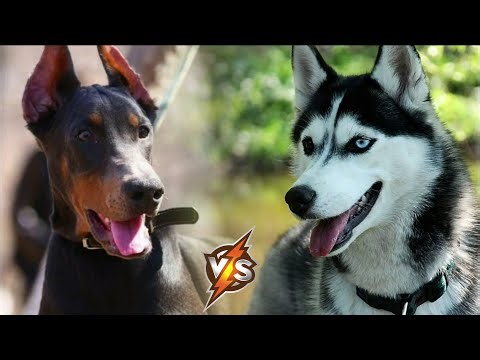 DOBERMAN VS HUSKY - WHO WILL WIN THIS BATTLE?