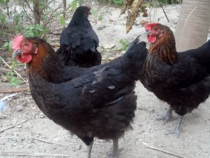 6 Important Lessons I Learned About Raising Noiler Chickens - BnetHub
