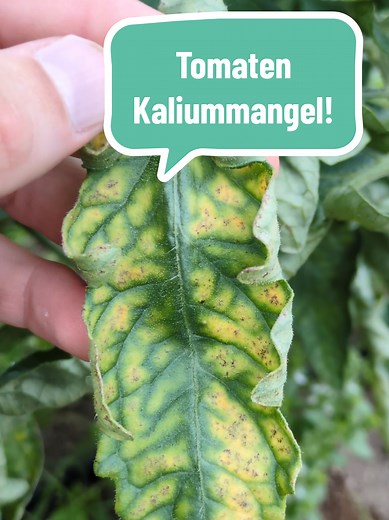 Vorsicht! gelbe Flecken auf Tomaten, was tun? #tomaten #tomate #garten #gartentipps #tipps #pflanzen