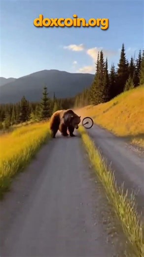 Bear Chases Bicycle Down Dirt Road