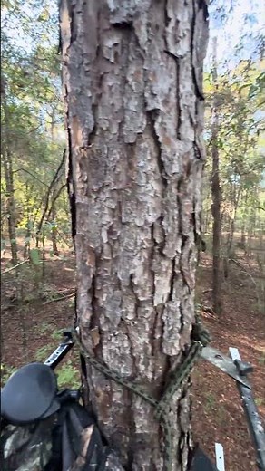 Beautiful afternoon in the woods with the muzzleloader. #wtf