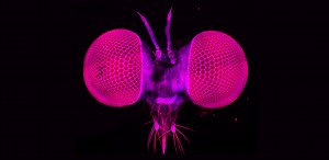 Detect. Lock on. Intercept. The remarkable hunting ability of the robber fly