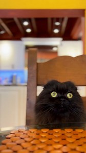 Michael Jackson on Instagram: "This could be one of the most original dance videos ever set to a Michael Jackson song on Instagram. Seamus T Cat aka @seamus_the_scottish_fold on IG performs his feline dance routine to “Smooth Criminal.""