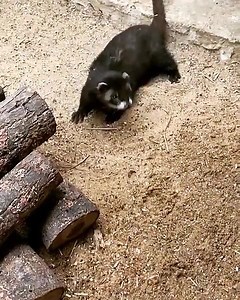 2.7K views · 244 reactions | More Polecats at Play footage from Meg. We love the way they find entertainment in the simplest things. Lovely for them, but tricky for the keepers who are trying to clean the enclosure! #polecat #polecats #magicalmustelids #mustelaputorius #foulmart #britishmammals #britishmustelids #britishwildlife #visitsurrey #animalattractions #Surreyattractions #britishwildlifecentre | British Wildlife Centre | Facebook