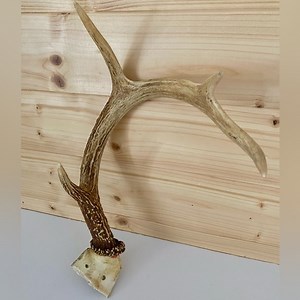 Vintage Deer Antler Decor Half Rack with Partial Skull Cap Farmhouse Lodge Style