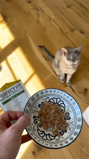 Tiger‘s feeding time 😺 #cat #funnycats