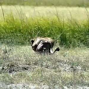 lion attack to hayna | Best Shoot