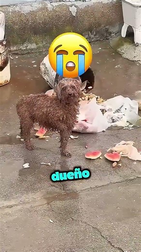 Este Gato Superó a Su Dueña en el Tres en Raya! 🐱🤯 #viral #shortsvideo #parati