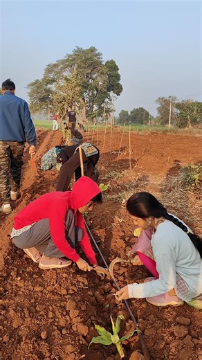 Green Saviours Association on Instagram: "Cultivating Knowledge and Community 🌳✨ ​Progress continues at our agroforestry site! We spent the day clearing our fruit tree lines and nourishing the soil with a rich mulch of leaves and coir. ​But the highlight wasn't just the physical work—it was the energy brought by the students from Good Shepherd Central School. We had the privilege of sharing the core principles of our farming model, showing them firsthand how regenerative practices work in harmo