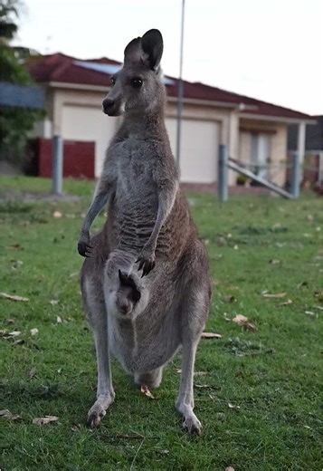 Adorable Mother and Baby Kangaroo Moments