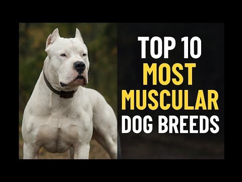 Top 10 Most Muscular Dog Breeds in the World