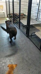 1.5K views · 85 reactions | We have some awesome dogs and puppies available! | 911 Dog Rescue Inc. | Facebook