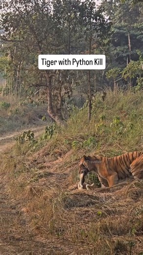TRAVEL FOR WILDLIFE on Instagram: "Tiger with Python Kill- Natural History Moment and Once in a Lifetime Encounter! What an incredible evening witnessing this epic encounter of a Male Tiger with Python Kill on my ongoing 1 on 1 Photography Workshop in Dudhwa Tiger Reserve. Video - @tauseef_traveller #natgeoindia #python #tigerattack #tigerkill wildlifephotography [Tiger, Python Kill, Wildlife, Wild, Natural History Moment]"
